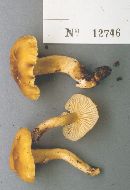 Cantharellus appalachiensis image