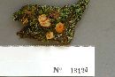 Xeromphalina campanella image