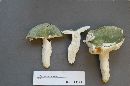 Russula virescens image