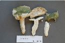 Russula virescens image