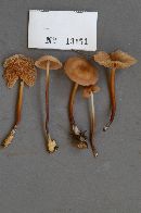 Marasmius cohaerens image