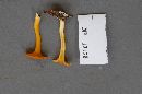 Cantharellus ignicolor image