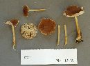 Rhodocollybia butyracea image