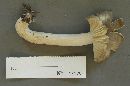 Megacollybia platyphylla image