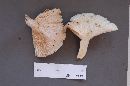 Lactarius piperatus image