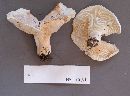 Lactarius allardii image