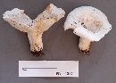 Lactarius allardii image