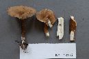 Lactarius gerardii image