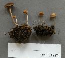 Psilocybe coprophila image