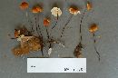 Marasmius haematocephalus image