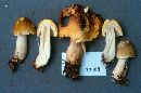 Tricholoma sejunctum image