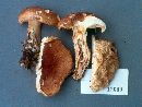 Tricholoma pessundatum image