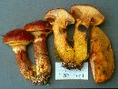 Suillus grevillei image