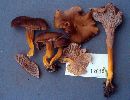 Craterellus infundibuliformis image