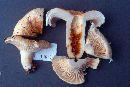 Lactarius deceptivus image