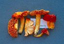 Hygrocybe punicea image