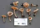 Lactarius griseus image