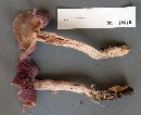 Laccaria ochropurpurea image