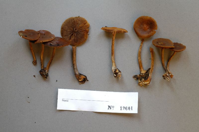 Psathyrella michiganensis image