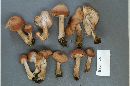 Armillaria gallica image