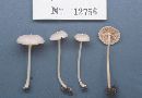 Entoloma album image