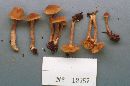 Inocybe tubarioides image