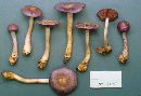 Cortinarius iodes image