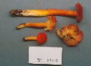 Hygrocybe appalachianensis image