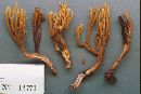 Ramaria longicaulis image