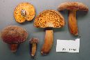 Lactarius corrugis image