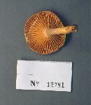 Lactarius pyrogalus image