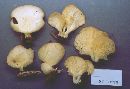 Pleurotus pulmonarius image