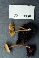 Callistosporium luteo-olivaceum image