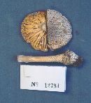 Amanita onusta image