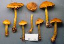 Cortinarius corrugatus image