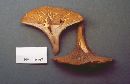 Gloeocantharellus purpurascens image