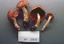 Cortinarius tortuosus image