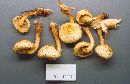 Pholiota limonella image