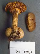 Pseudoboletus parasiticus image