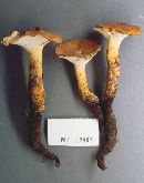 Polyporus radicatus image