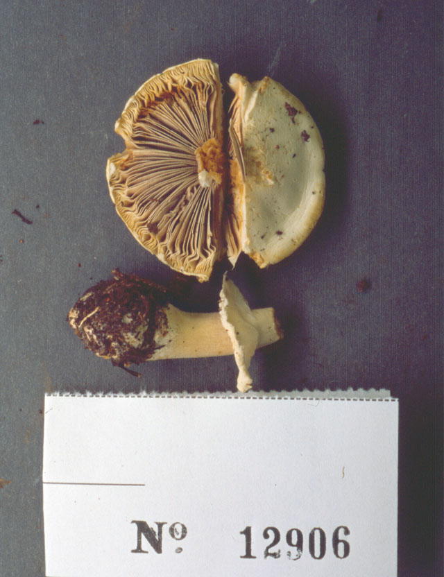 Agaricus butyreburneus image