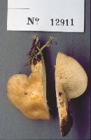 Lyophyllum decastes image