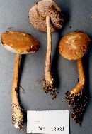 Austroboletus gracilis image