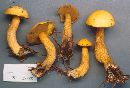 Suillus americanus image