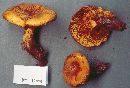 Paxillus involutus image
