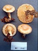 Lactarius torminosus image