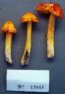 Hygrocybe acutoconica image