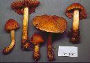 Cortinarius corrugatus image