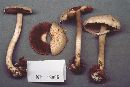 Agaricus silvaticus image