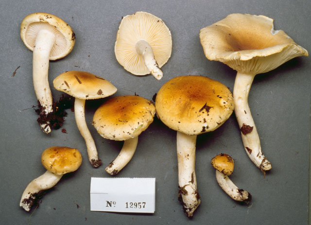 Hygrophorus tennesseensis image